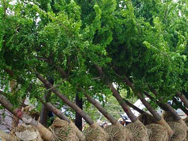 泥炭應(yīng)用特性